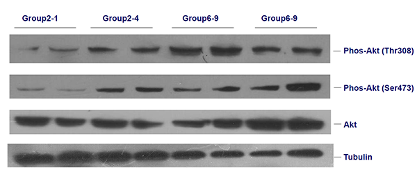 卵白印迹(Western Blot)实验手艺效劳