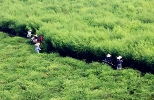 海内青蒿素工业现状：难觅海内药企身影