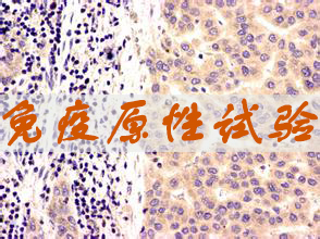 旋乐吧spin8免疫原性试验效劳