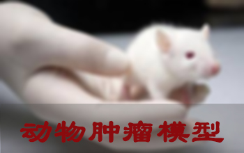 旋乐吧spin8肿瘤模子建设效劳