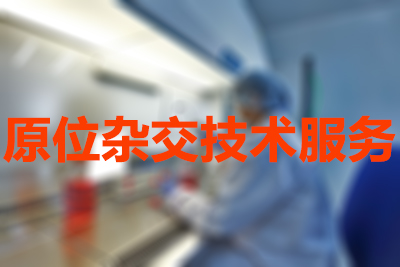 旋乐吧spin8原位杂交手艺效劳