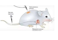 围观:临床前小鼠模子怎样选！！。。。？？？？？？？？