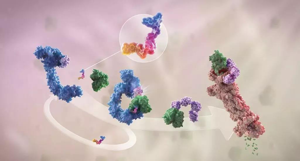 卵白降解剂（多色）连系了1个靶卵白（绿色）和1个E3泛素毗连酶（蓝色），，，，，驱动基于卵白酶体（橙色）的靶卵白泛素化（紫色）和降解。。。。。。。