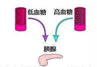 调理血糖稳态，，，，，，GK负重前行