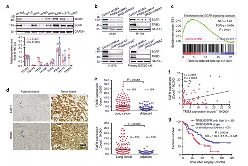 在指定的NSCLC细胞系中对TRIB3和EGFR表达的免疫印迹剖析