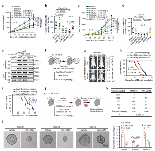 靶向EGFR稳固性抑制肺癌的爆发和生长