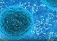 攻克三阴性乳腺癌，，，，，，，，蜜蜂毒液竟是要害？？？？？