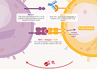 饿了吗？？？？？？？饿一饿原来可以辅助PD-1抑制剂肿瘤免疫治疗