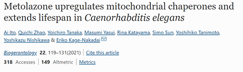 来自日本大阪市立大学的科学家搜索了现有药物的化学“文库”，，，他们发明一种名为美托拉宗的抗高血压药可延伸秀丽隐杆线虫的寿命，，，标记着抗朽迈药物开发的第一步