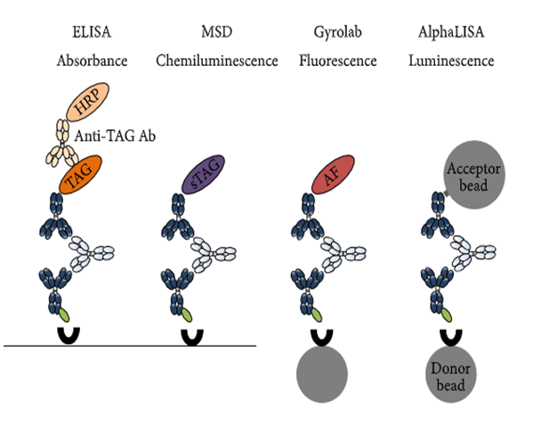旋乐吧spin8免疫原性研究四大平台