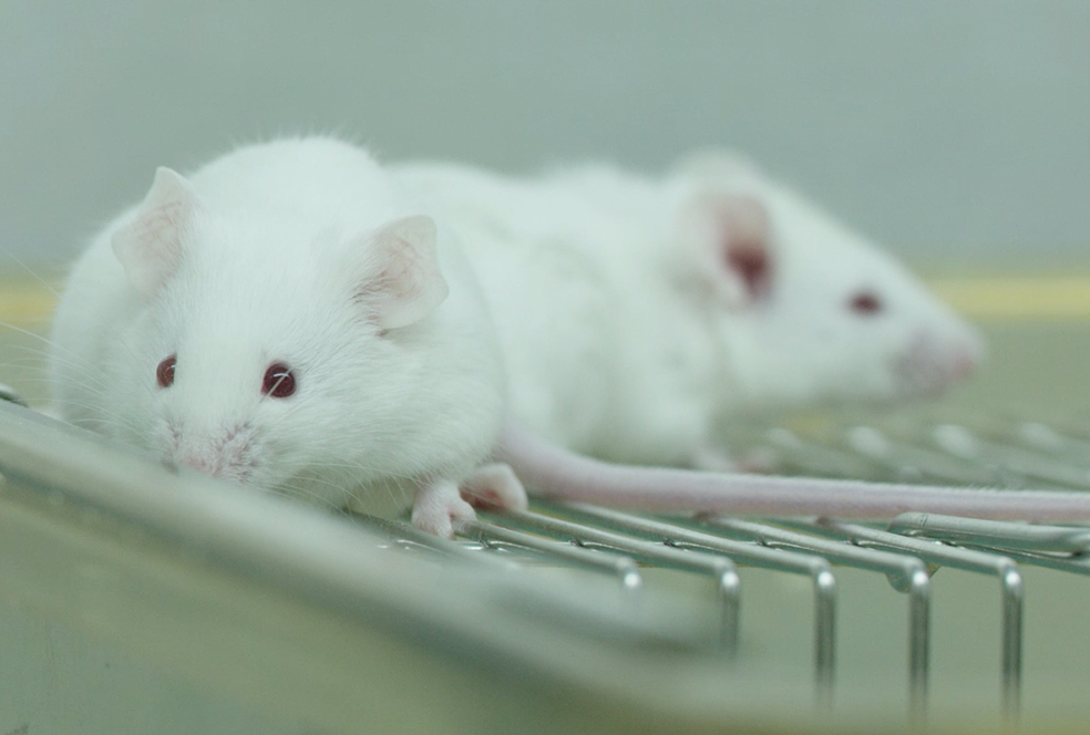 带你相识旋乐吧spin8临床前研究效劳 