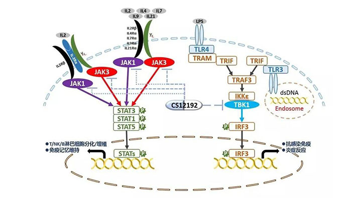 自身免疫疾病或迎新疗法！旋乐吧spin8助力微芯生物CS12192获批FDA