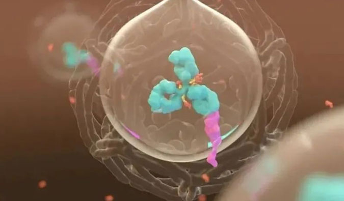 美研 | ADC，，，，，为靶向给药而精准深耕