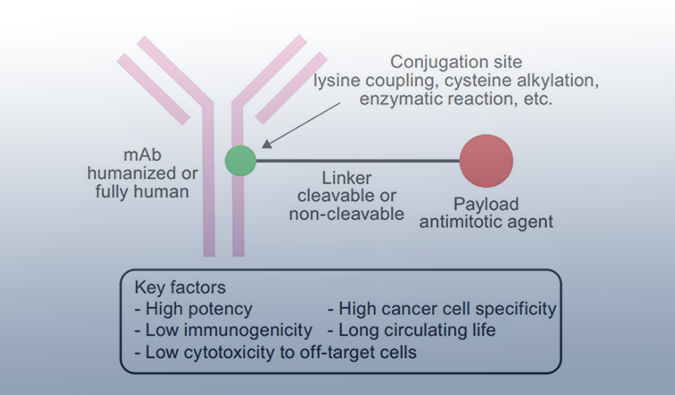 ADC药物：迎接市场热潮，，，攻破研发壁垒
