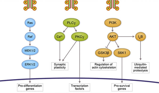 旋乐吧spin8助力 | 睿跃生物1类新药 TRK降解剂CG001419获批临床
