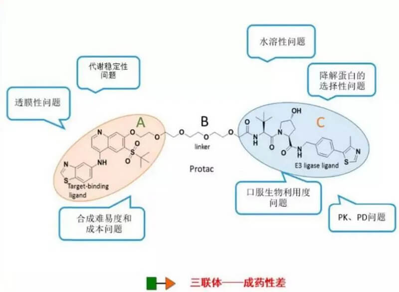 PROTAC分子量较大，，，，，，，，消融性较差.jpg