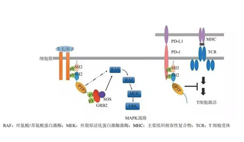 旋乐吧spin8助力凌达生物SHP2变构抑制剂RG001片获批临床.jpg