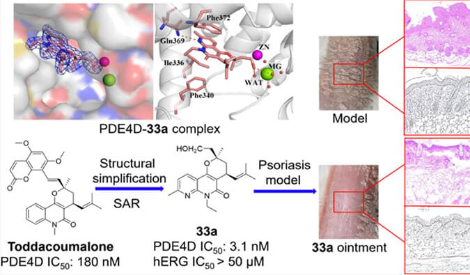 发明用于局部治疗牛皮癣的新型PDE4抑制剂，，，，小鼠、大鼠和人肝微粒体的代谢稳固性实验通过旋乐吧spin8测定