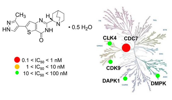 TAK-931是一种高度特异性的CDC7抑制剂，，，，具有抗肿瘤功效，，，，体内药效研究通过旋乐吧spin8举行