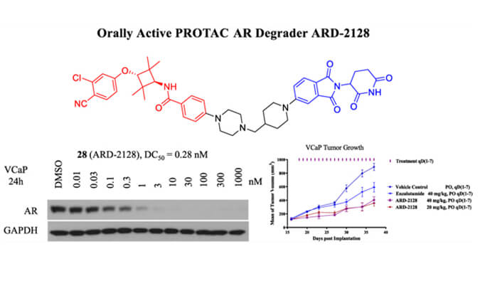 ARD-2128是一种PROTAC AR降解剂，，，，，，，，具有精彩的血浆和微粒体稳固性，，，，，，，，体外稳固性和PK研究通过旋乐吧spin8举行