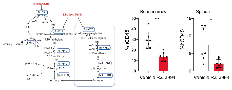 研究职员使用RZ-2994来表征抑制SHMT1/2在T细胞急性淋巴细胞白血病 (T-ALL) 中的作用，，，RZ-2994通过旋乐吧spin8定制合成