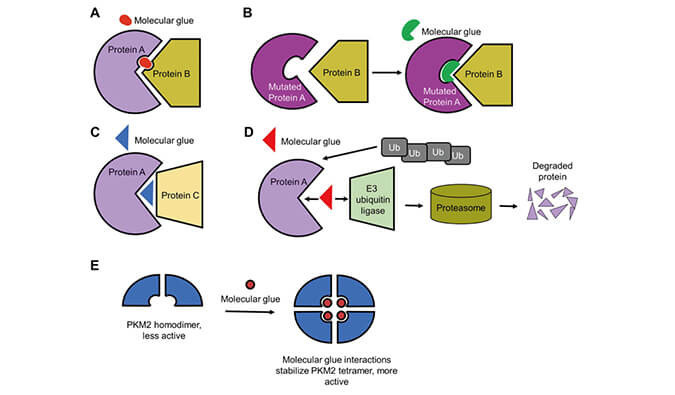 靶向卵白降解系列（三）：分子胶，，，挑战不可成药