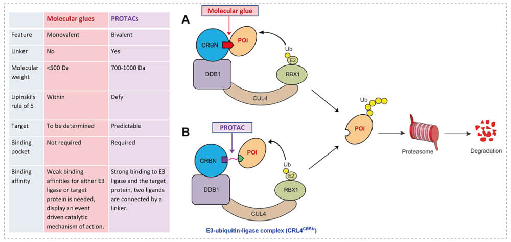 3-通过泛素-(Ub)-卵白酶系一切降解目的卵白-(POI)-示意图：分子胶(A)；；；；；；；PROTAC-(B).jpg