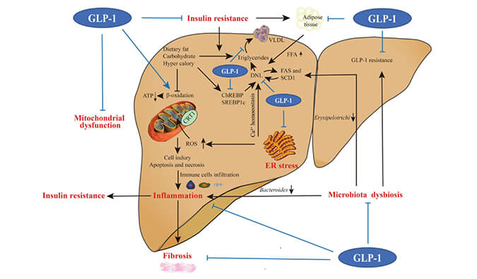 谁将成为 2024年全球生物医药首个黑马？？？？？？？？NASH领域突破性药物即将问世？？？？？？？？