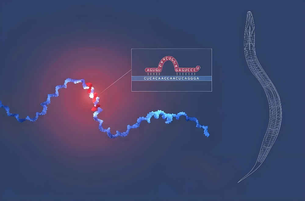 miRNA成诺贝尔奖明星分子，，，，，，旋乐吧spin8正全速赋能核酸药物研发